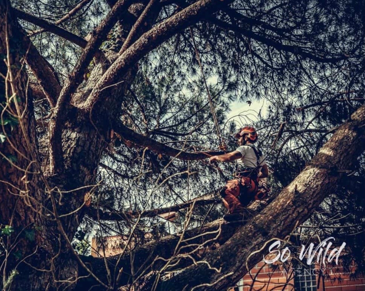 Morgan Andreolli, élagueur professionnel d'AMSERVICES, réalise des travaux d'élagage d'un arbre à Albi dans le Tarn.